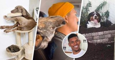 Personas comparten el ‘mal funcionamiento’ de sus perritos y es lo más divertido que verás