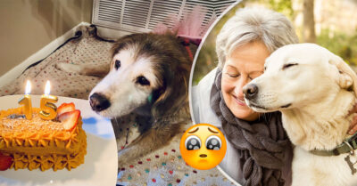 14 Perros y gatos que envejecieron llenos de amor