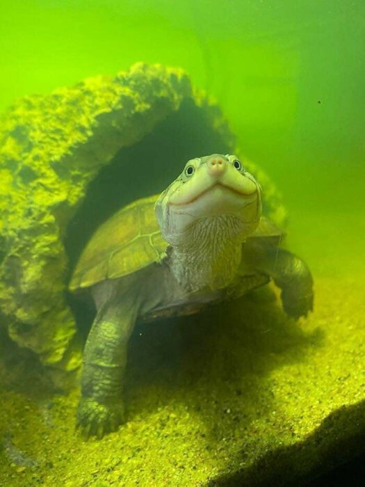 Tortuga marina ;18 Animalitos que te alegrarán la vida con su existencia