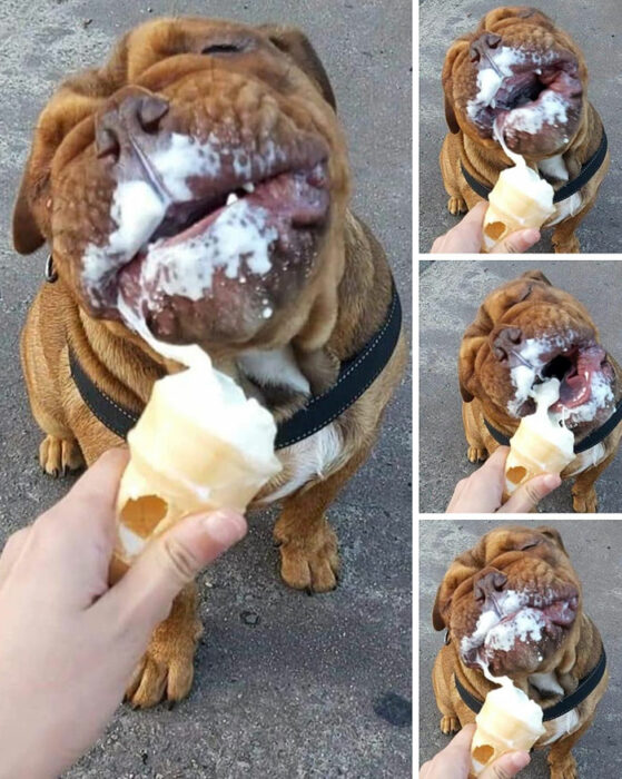 perro comiendo helado ;18 Animalitos que te alegrarán la vida con su existencia