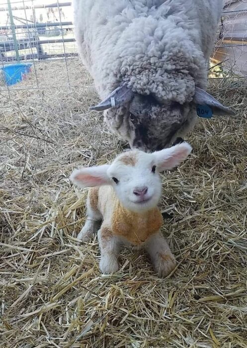 becerrito recién nacido ;18 Animalitos que te alegrarán la vida con su existencia