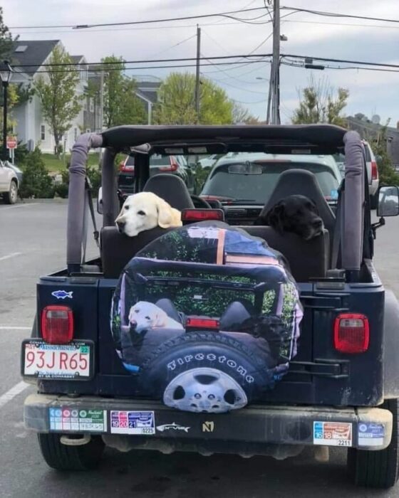 perro paseando en camioneta ;18 Animalitos que te alegrarán la vida con su existencia