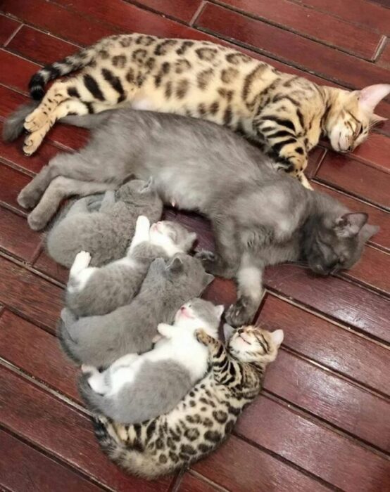 familia de gatos ;18 Animalitos que te alegrarán la vida con su existencia