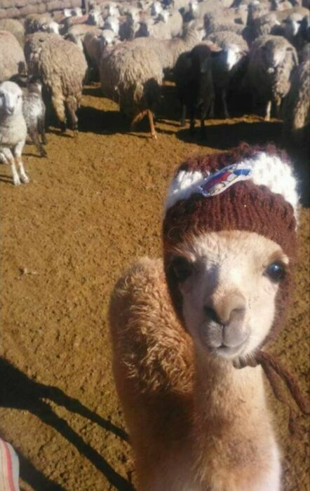 llama ;18 Animalitos que te alegrarán la vida con su existencia