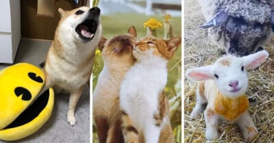 18 Animalitos que te mejorarábn la vida con su existencia