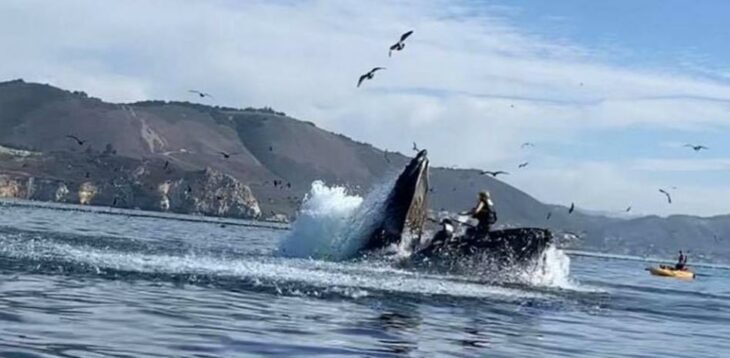 Ballena en el mar escupiendo a un buzo 