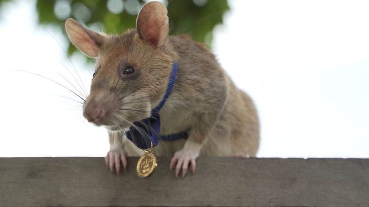 Magawa rata que puede descubrir minas 