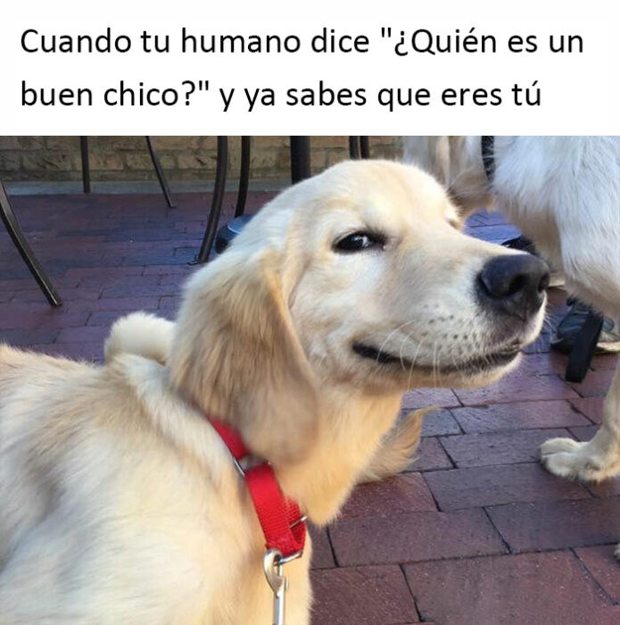 memes de perritos que reflejan lo que es tener un amigo de 4 patas 