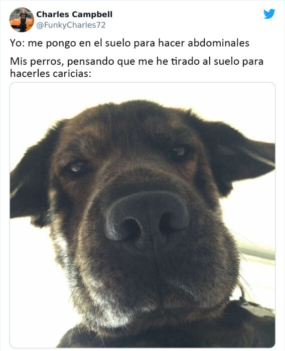 memes de perritos que reflejan lo que es tener un amigo de 4 patas 