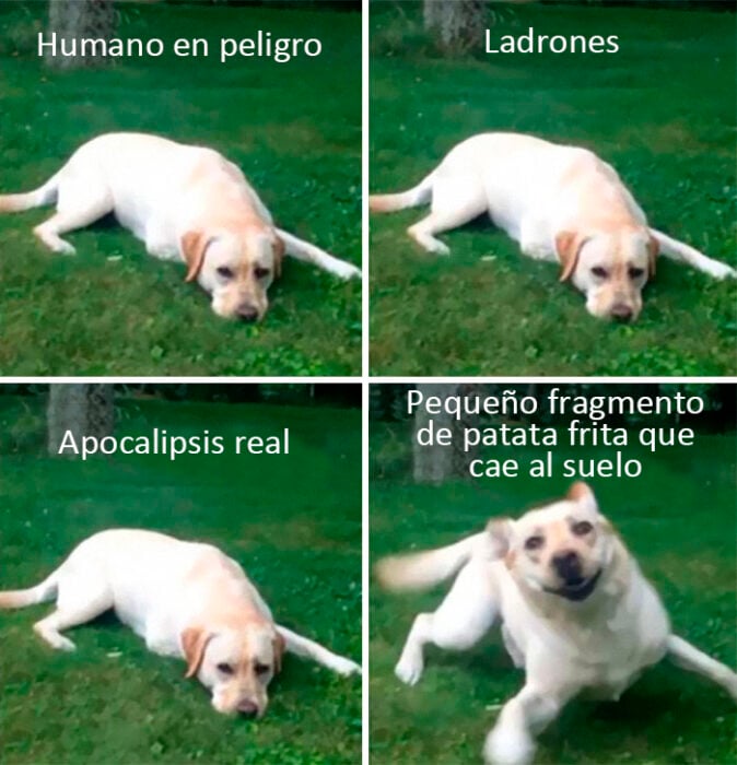 memes de perritos que reflejan lo que es tener un amigo de 4 patas 