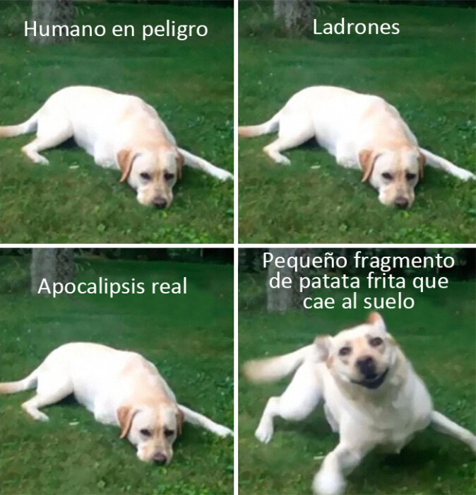 memes de perritos que reflejan lo que es tener un amigo de 4 patas 