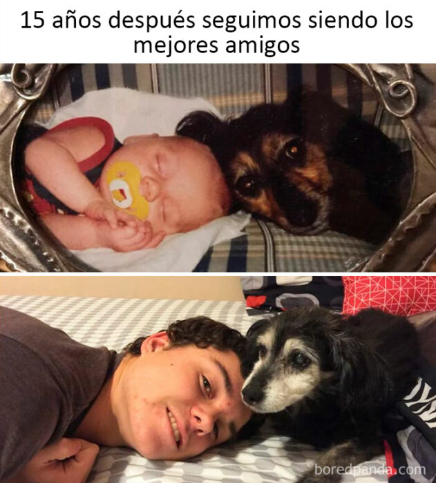 memes de perritos que reflejan lo que es tener un amigo de 4 patas 