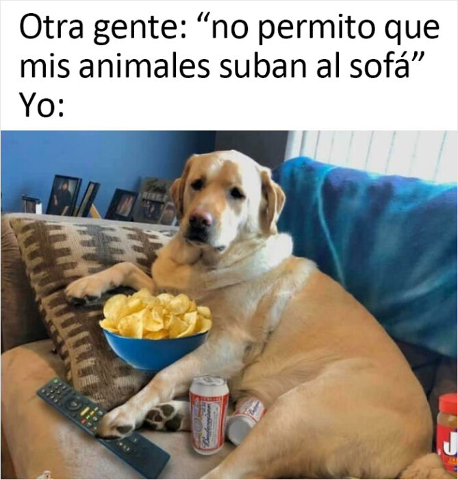 memes de perritos que reflejan lo que es tener un amigo de 4 patas 