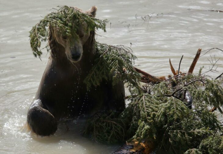 Oso jugando con un arroyo y plantas 