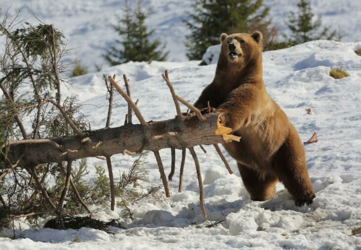 Oso jugando con la nieve y un árbol en suiza 