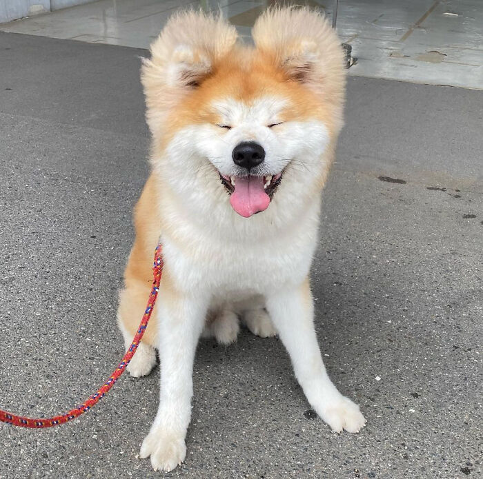 Perro con los ojos cerrados ;Perro akita con rostro en forma de corazón enternece a internet con sus fotos