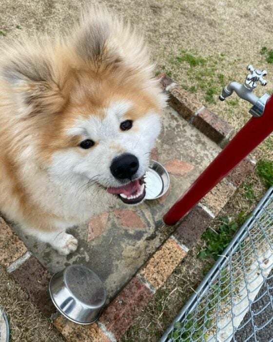 Perro de paseo por el tren ;Perro akita con rostro en forma de corazón enternece a internet con sus fotos