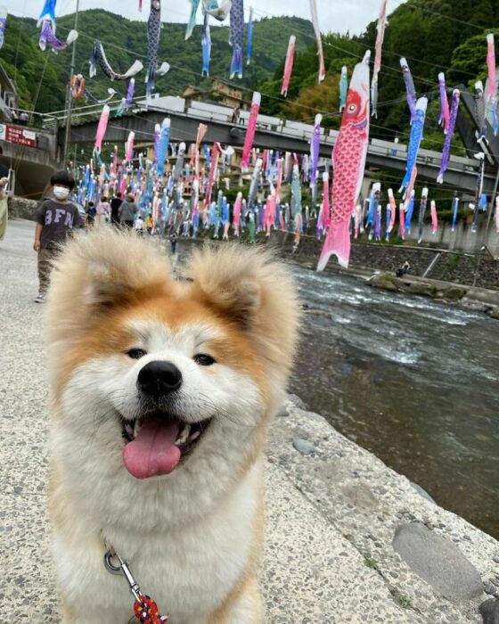 Perro sonriendo ;Perro akita con rostro en forma de corazón enternece a internet con sus fotos