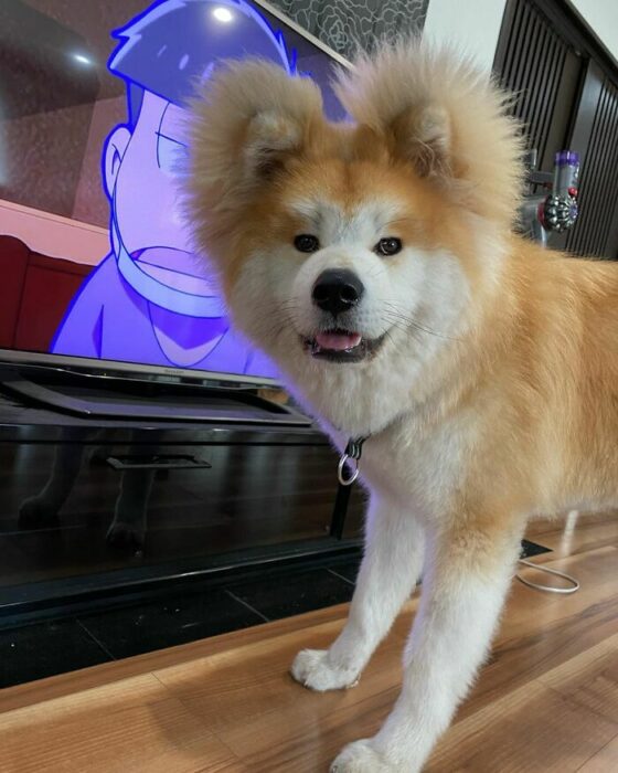 Perro viendo el televisor ;Perro akita con rostro en forma de corazón enternece a internet con sus fotos