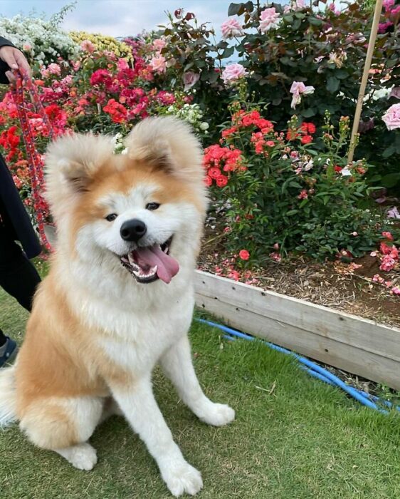 Perro en el jardín ;Perro akita con rostro en forma de corazón enternece a internet con sus fotos