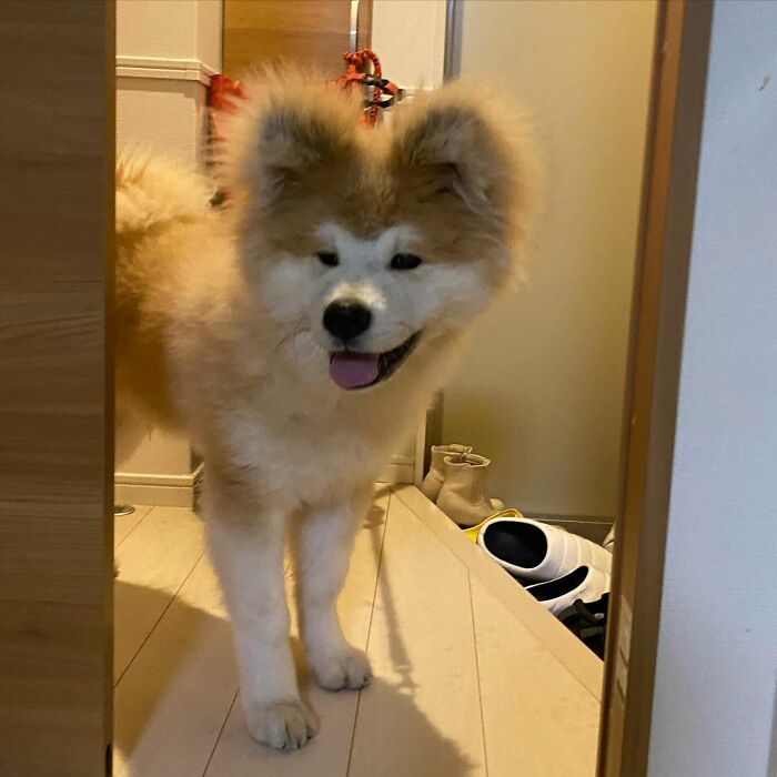 Perro saliendo del baño ;Perro akita con rostro en forma de corazón enternece a internet con sus fotos