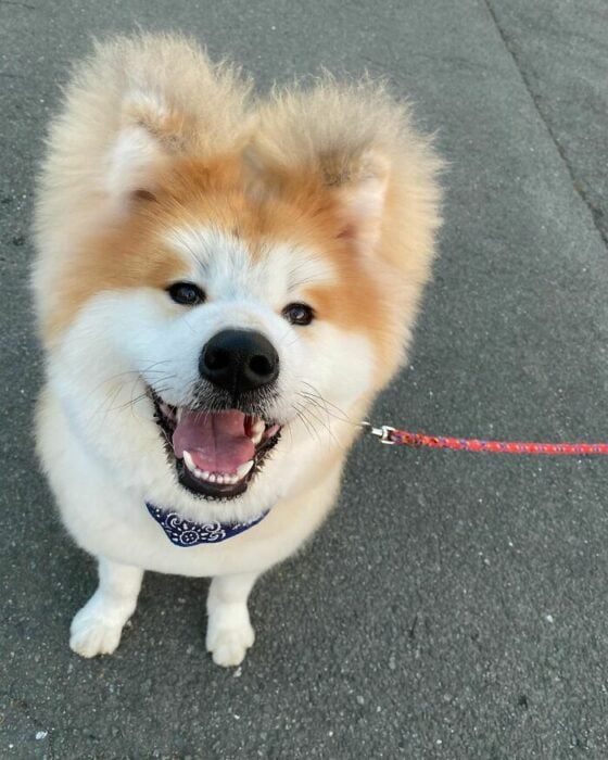 Perro llevando una correa ;Perro akita con rostro en forma de corazón enternece a internet con sus fotos
