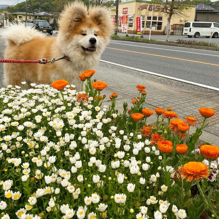 Perro junto a un jardín con flores ;Perro akita con rostro en forma de corazón enternece a internet con sus fotos