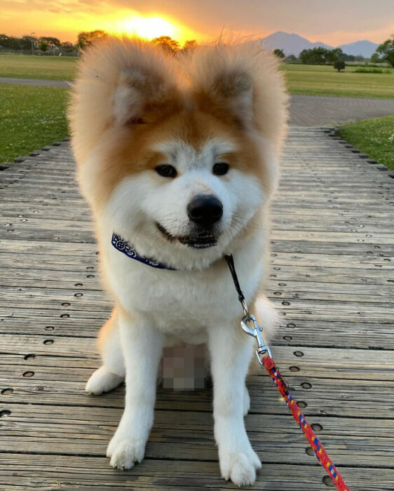 perro sentado en un muelle ;Perro akita con rostro en forma de corazón enternece a internet con sus fotos