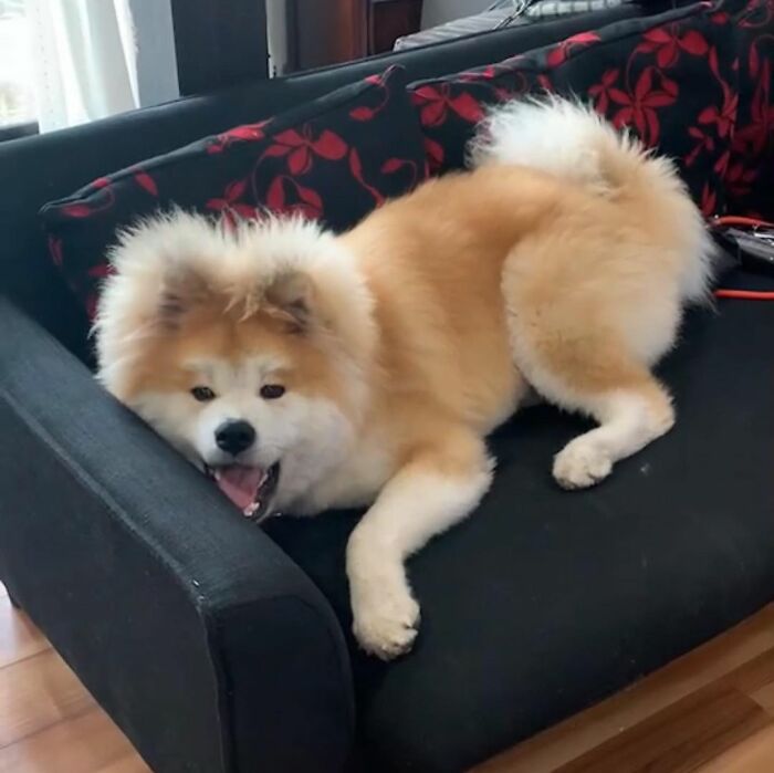 perro acostado en un sofá ;Perro akita con rostro en forma de corazón enternece a internet con sus fotos