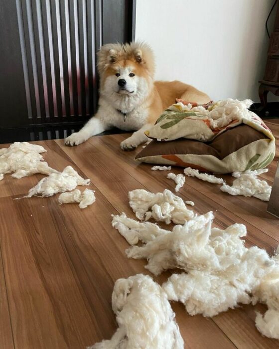 perro destruyendo un peluche ;Perro akita con rostro en forma de corazón enternece a internet con sus fotos