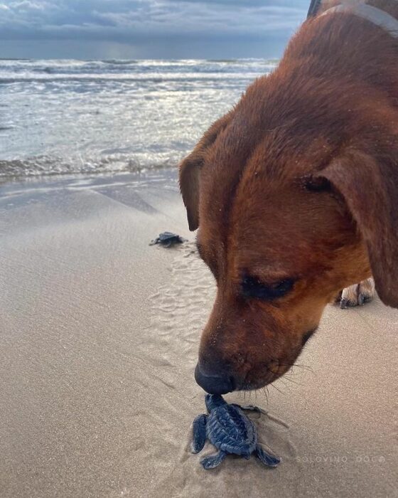 Perrito ayudando a las tortugas a llegar a la orilla del mar 