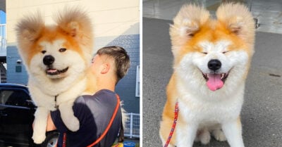 El rostro en forma de corazón de este perro akita es único en el mundo y muy adorable