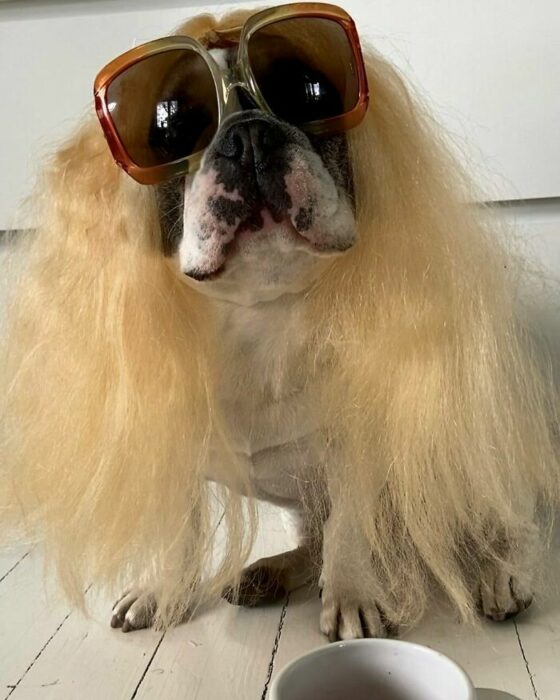 Perro con gafas y lentes ;Personas publican fotos de perritos con pelucas y el resultado alegra a internet