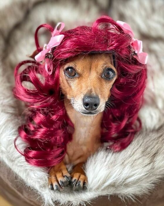 Perro con peluca rosa ;Personas publican fotos de perritos con pelucas y el resultado alegra a internet