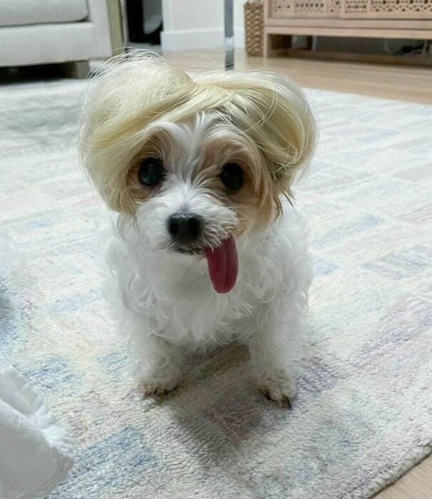 Perro miniatura con peluca corta ;Personas publican fotos de perritos con pelucas y el resultado alegra a internet