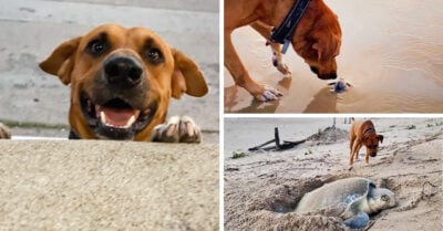 Este lomito es el principal cuidador de las tortugas bebé en una playa mexicana