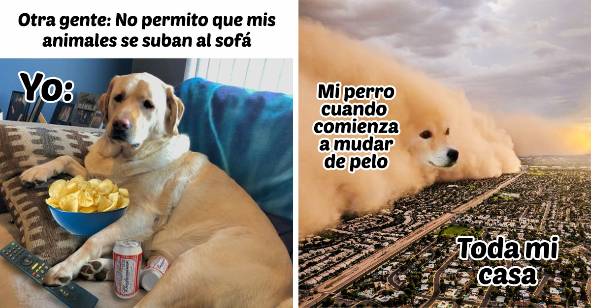perros memes