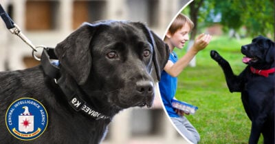 Perrita es despedida de la CIA porque prefería jugar con niños que hacer su trabajo olfateando