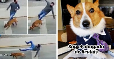 Perrito atropella a hombre que cruzaba la calle y se desata la memiza en redes