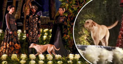 ¡Alerta de ternura! Perrito sube a una pasarela y le roba el show a las modelos