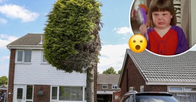 ¡Vecinos de pesadillas! Cortaron un árbol a la mitad porque les molestaban los pajaritos