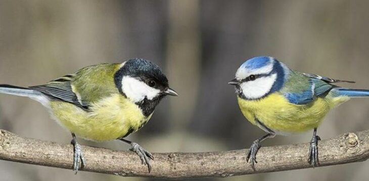 Pájaros piando ;15 Vecinos tan molestos que no te gustaría vivir en su vecindario