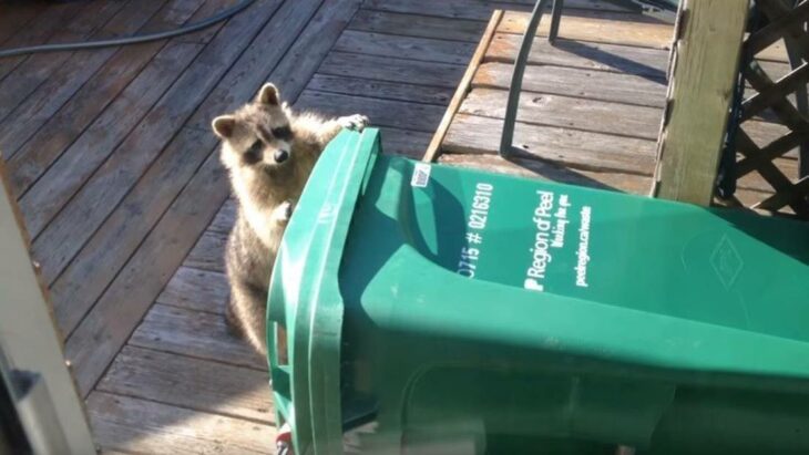 Mapache revisando la basura ;15 Vecinos tan molestos que no te gustaría vivir en su vecindario