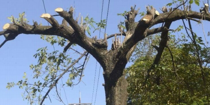 Árbol recién cortado ;15 Vecinos tan molestos que no te gustaría vivir en su vecindario