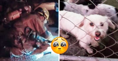 Bomberos rescatan en México a 6 perros que estaban en una casa en llamas