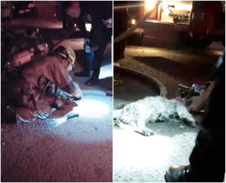 Perro siendo rescatado por bomberos; Bomberos logran rescatar perritos que estaban en una casa en llamas