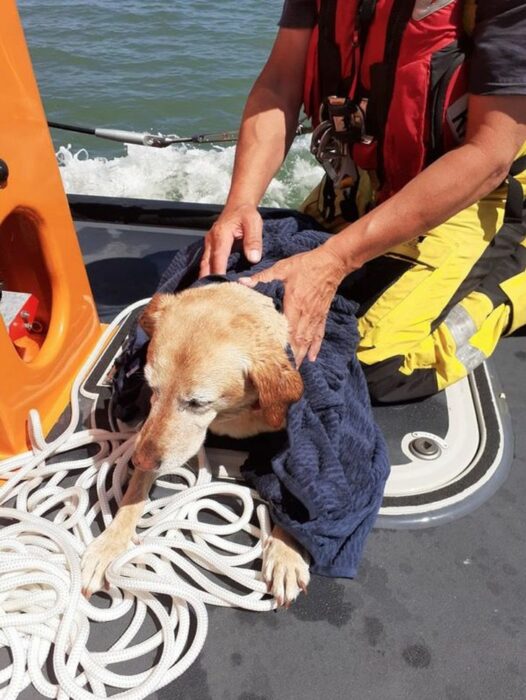 perro siendo rescatado; Bote salvavidas salva a perro de morir en el mar