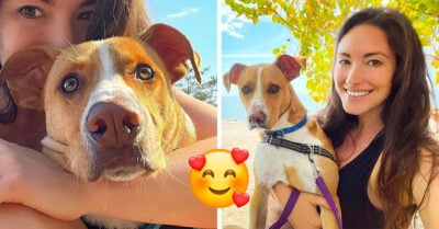 Mujer adopta a un perrito callejero que la siguió en un paseo y ahora viajan juntos a todos lados