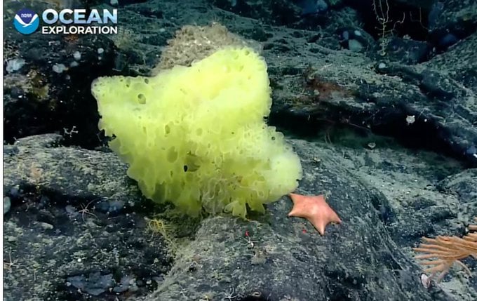 esponja y estrella marina en el mar; Científicos encuentran a Bob Esponja y Patricio reales. Será este un Live action