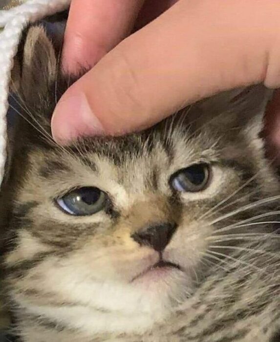Gatos haciendo cosas extrañas 